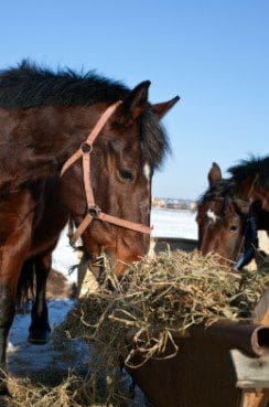 Is your horse eating his hay too fast?  11 ways make your horse’s hay last longer